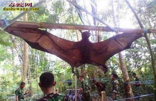 近年来网传17个巨型生物!一个比一个让人惊讶!