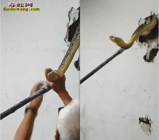 泰国男子室内墙壁发现响动 砸开墙壁捕获5米巨蟒！