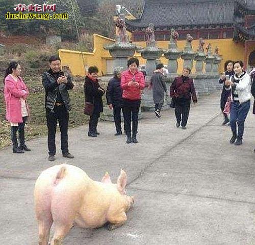 大肥猪长跪寺庙外!“笨猪”信佛是真的吗?