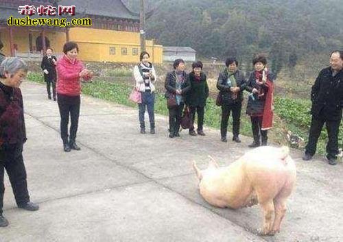 大肥猪长跪寺庙外！“笨猪”信佛是真的吗？