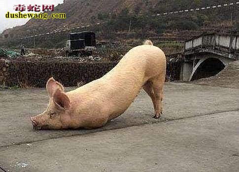 大肥猪长跪寺庙外！“笨猪”信佛是真的吗？