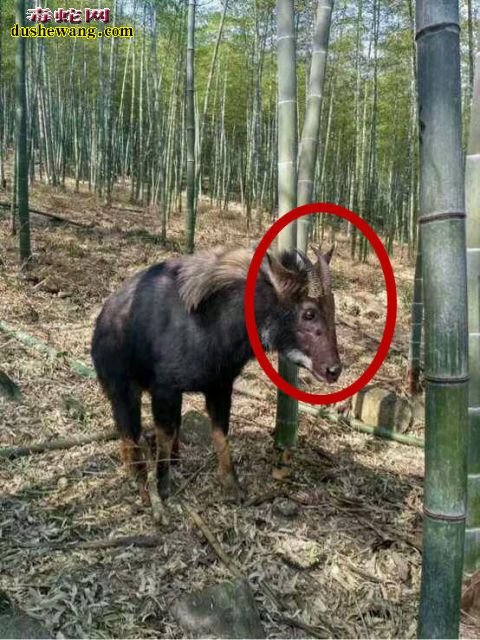 奇特动物-鬣羚揭秘:老大爷山上发现类似牛的动物!