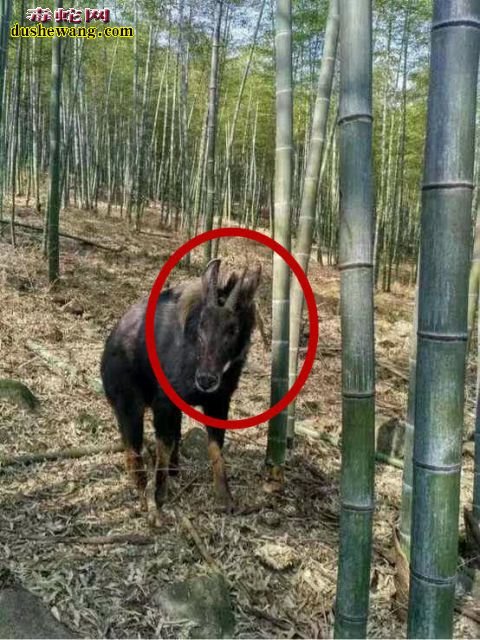 奇特动物-鬣羚揭秘:老大爷山上发现类似牛的动物!