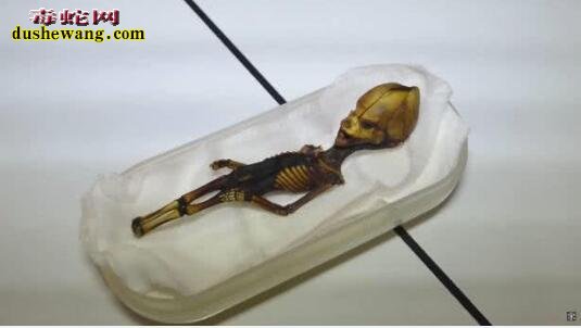 科学家解剖15年前智利发现的迷你外星人木乃伊，结果缺出人意料！