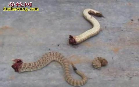男子家中发现毒蛇将其砍断成三段,接着让他大吃一惊!