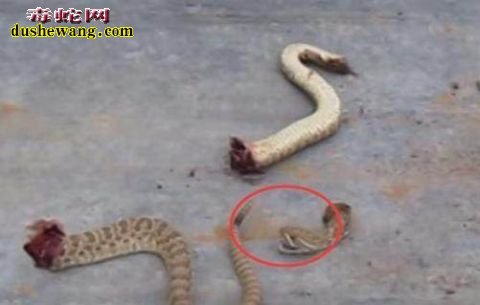男子家中发现毒蛇将其砍断成三段，接着让他大吃一惊！