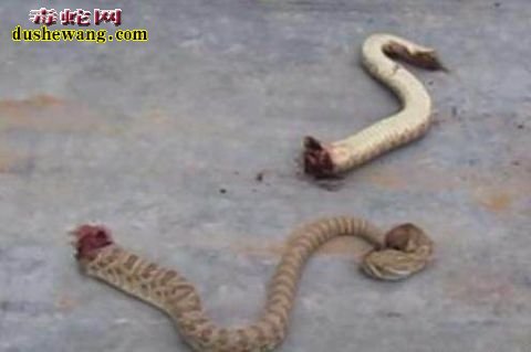 男子家中发现毒蛇将其砍断成三段，接着让他大吃一惊！