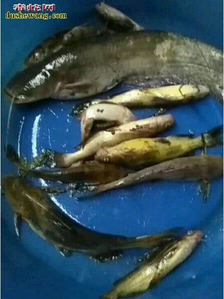 蛇友长江钓鱼，意外捞起“江底长虫”立刻做到蛇肉每餐！