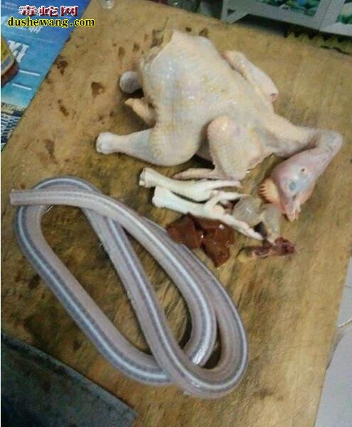 蛇友长江钓鱼,意外捞起“江底长虫”立刻做到蛇肉每餐!
