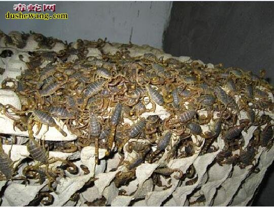 养殖蝎子大概投资多少钱?