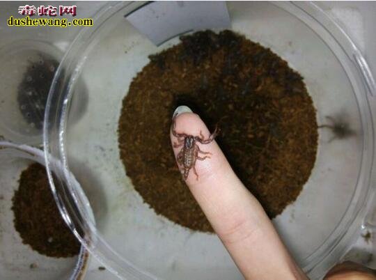 小蝎子养殖