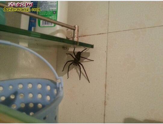 家里有蜘蛛是吉是凶?