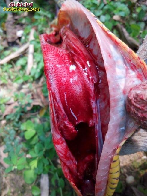 养蛇场发现蛇死亡前吐血是什么病?