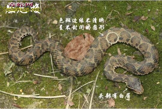 告诉您浙江究竟有哪些毒蛇?