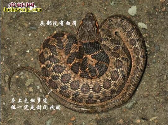 告诉您浙江究竟有哪些毒蛇？