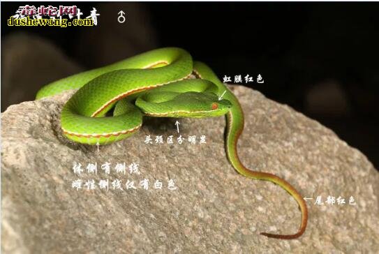 告诉您浙江究竟有哪些毒蛇？