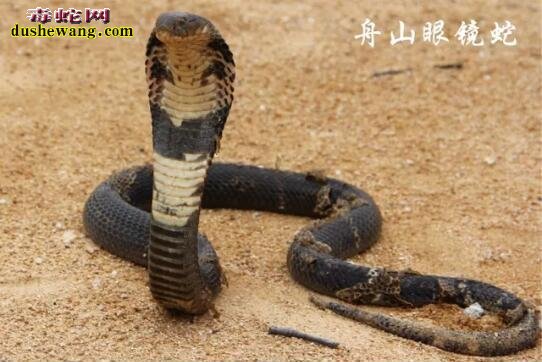 告诉您浙江究竟有哪些毒蛇?