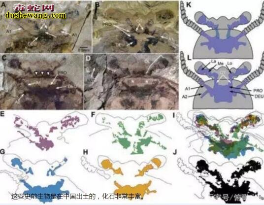 颠覆现代科学!5.2亿年前的“神秘化石”被发现!
