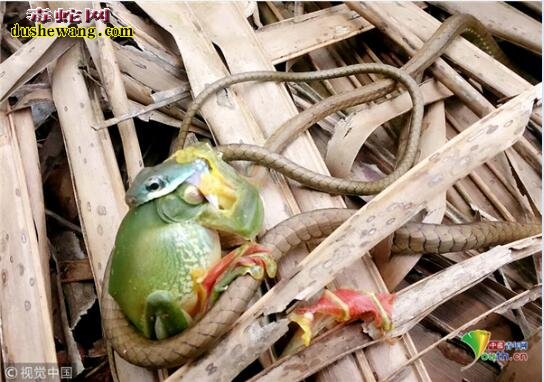 印度一树蛇吞下整只青蛙！蛇原来真的很贪吃的动物！