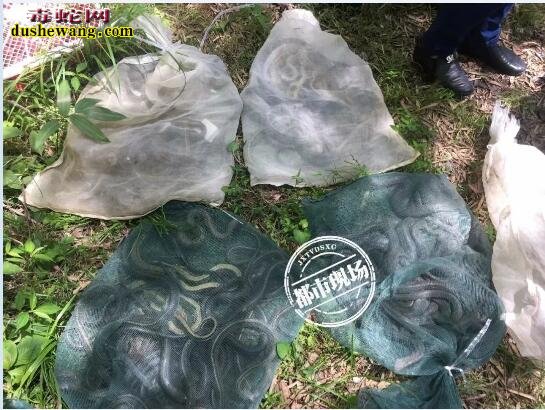 南昌截获贩卖野生动物!5千只鸟兽+2千条蛇类!