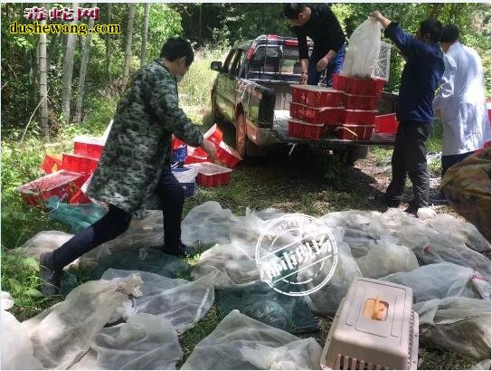 南昌截获贩卖野生动物!5千只鸟兽+2千条蛇类!