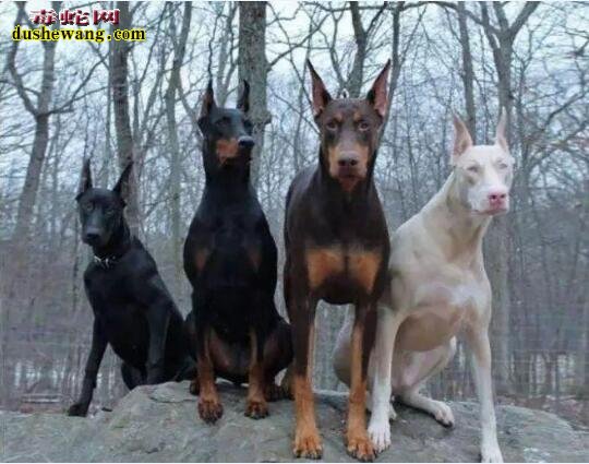动物世界中的“神兽”白猩猩、白犀牛、白化鹿你看过吗?