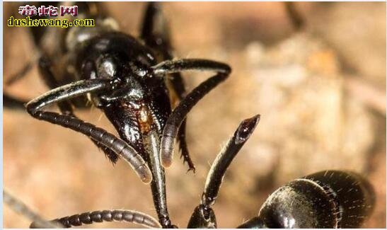 马塔贝勒蚁：比贝尔彻海蛇还毒的蚂蚁！杀人速度是行军蚁的15倍！