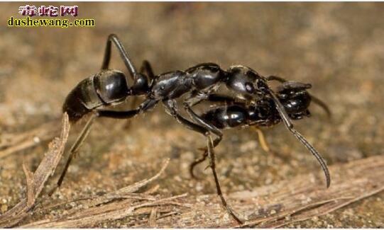 马塔贝勒蚁：比贝尔彻海蛇还毒的蚂蚁！杀人速度是行军蚁的15倍！