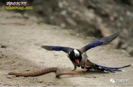 蛇鸟大战：大鸟拼命要啄死毒蛇，破开蛇肚才母爱有多大！