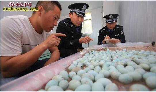警方查获白鹭鸟蛋共计410枚！对利用野生蛇蛋繁殖敲响警钟！