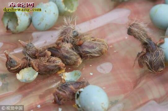 警方查获白鹭鸟蛋共计410枚！对利用野生蛇蛋繁殖敲响警钟！