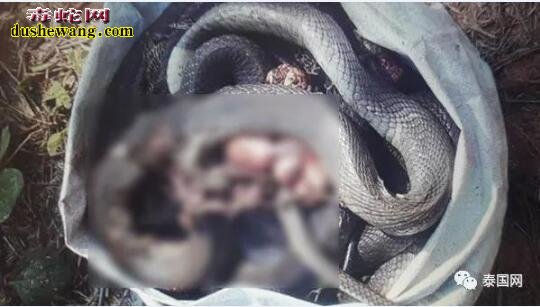泰国橡胶园耕地车耕毁蛇窝！ 意外“杀死”19条蛇！