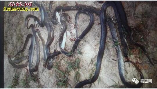 泰国橡胶园耕地车耕毁蛇窝！ 意外“杀死”19条蛇！