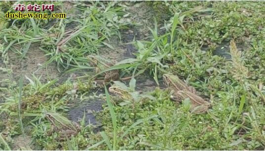 广西雷村蛇场湖北学员回访记之六：潜江市