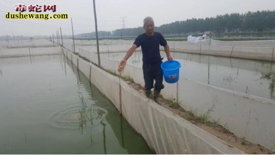 广西雷村蛇场湖北学员回访记之六:潜江市