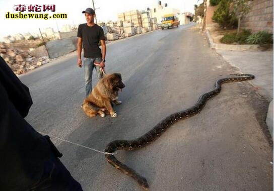 “辣眼”：您还在遛狗吗？国外现在流行遛蟒蛇了！