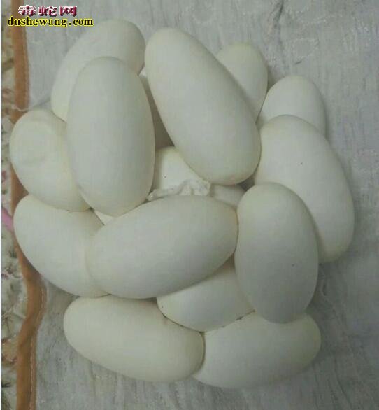 蛇蛋是什么样子的?