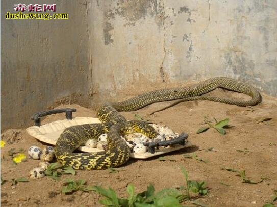 大王蛇夏季饲养：养蛇场如何保障王锦蛇种蛇夏季顺利产蛋？