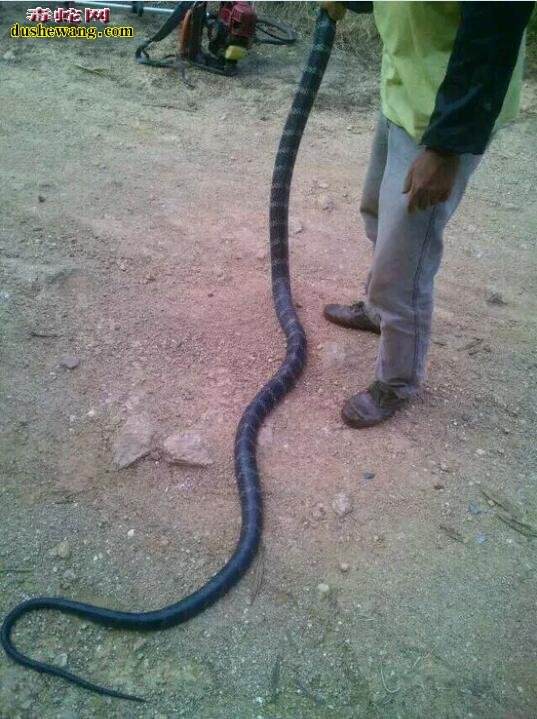 眼镜王蛇最长有多长？