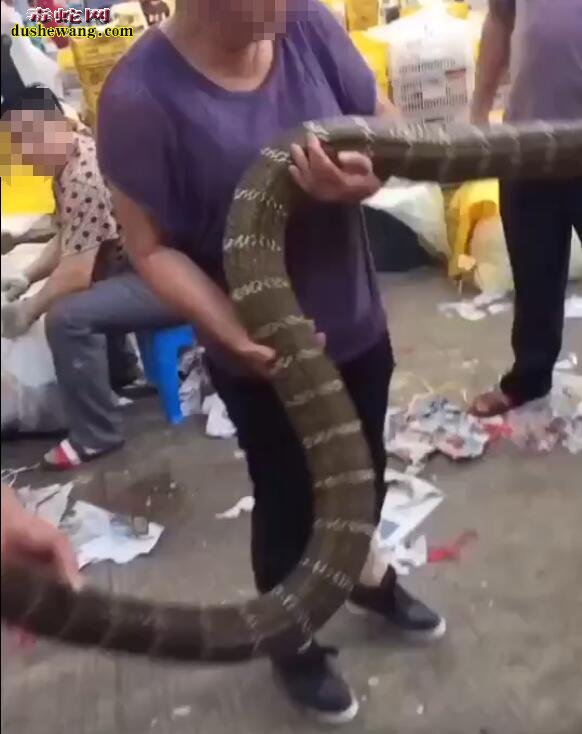 眼镜王蛇最长有多长?