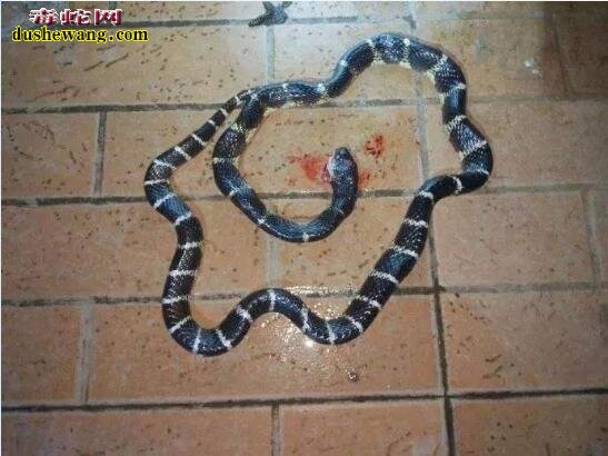 夏季毒蛇出没需注意！惠州多人被银环毒蛇咬伤，住进ICU！