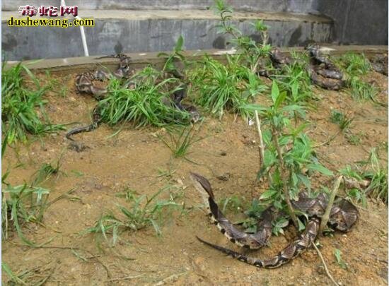 养蛇项目怎么样?有哪些风险?
