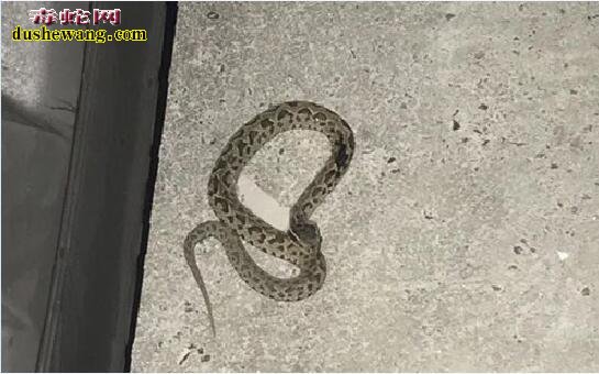 被蛇咬伤怎么办？上海青浦地下车库8岁男孩被毒蛇咬伤！