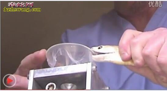 实拍：国外蛇类专家现场取太攀蛇毒视频