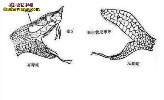 好奇害死猫！工地发现眼镜蛇抓蛇泡酒，好奇男子围观被咬伤！