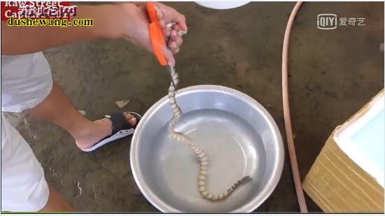 海蛇肉:来看看越南美食海蛇肉卷是怎么做的【带视频】