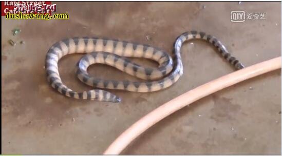 海蛇肉：来看看越南美食海蛇肉卷是怎么做的【带视频】