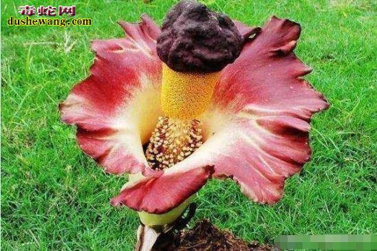 “尸花”被称作世上最臭的花 鬼吹灯中的尸香魔芋原型植物！