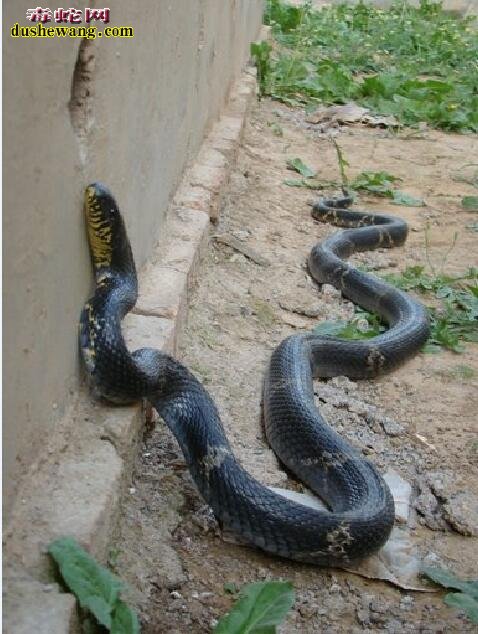 最大的棕黑锦蛇有几斤重？