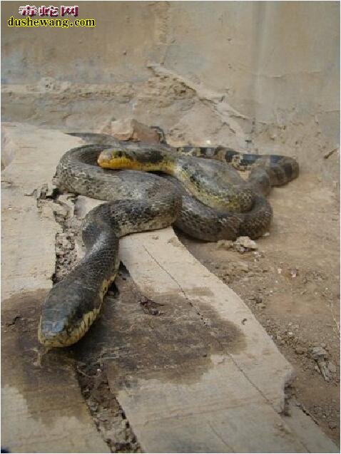 最大的棕黑锦蛇有几斤重？
